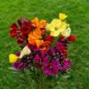Erysimum cheiri ‘Cornucopia Blush' / Wallflower / Cheiranthus / Seeds