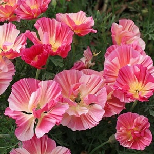 Eschscholzia californica ‘Rose Chiffon’ / Californian Poppy / Seeds