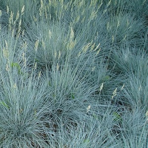 Festuca cinerea Glauca / Blue Fescue Grass / Seeds