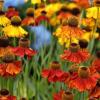 Helenium autumnale 'Red & Gold' / Sneezeweed / Seeds