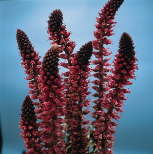 Lysimachia atropurpurea ‘Beaujolais’ / Loosestrife / Seeds