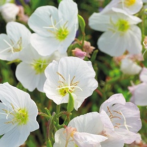 Oenothera pallida 'Innocence' / Evening Primrose / Seeds