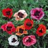 Papaver orientale ‘Pizzicato’ / Dwarf Oriental Poppy / Seeds