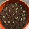 Success with Salvia seeds