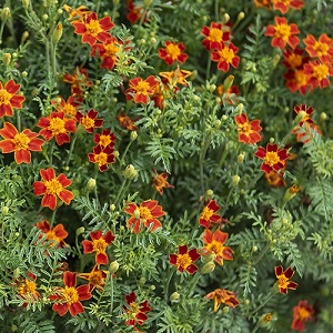 Tagetes tenuifolia 'Red Carpet' / Dwarf Signet Marigold / Seeds