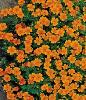 Tagetes tenuifolia 'Tangerine Gem' / Dwarf Signet Marigold / Seeds