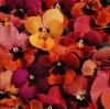 Viola hybrida 'Amber Jewel Mixed' / Pansy / Seeds