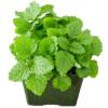 Melissa officinalis / Lemon Balm / Herbal Tea & Culinary Herb / Seeds