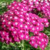 Achillea millefolium 'Cerise Queen' / Yarrow / Seeds