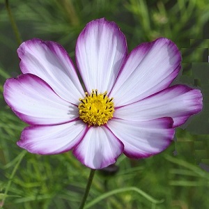 Cosmos bipinnatus 'Sensation Picotee' seeds by plantgenesis