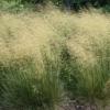 Deschampsia cespitosa or Tufted Hair Grass / Seeds