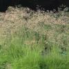 Deschampsia flexuosa or Wavy Hair Grass / Seeds