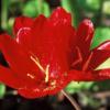 Geissorhiza inflexa / Red Satin Flower / Seeds