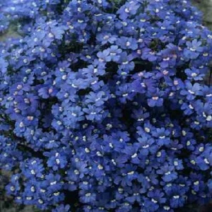 Nemesia strumosa ‘Blue Gem’ / Cape Jewels / Seeds