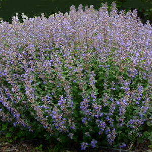Nepeta x faasenii or mussinii 'Clear Blue' / Garden Catmint / Seeds
