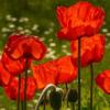 Papaver rhoeas / Field Poppy / Corn Poppy / Seeds