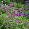 Silene dioica / Red Campion / British Wildflower / Seeds