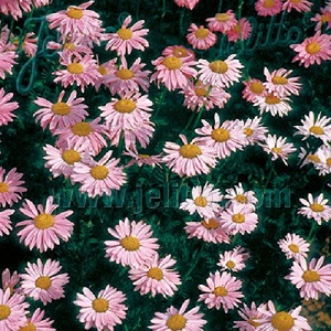 Tanacetum or Pyrethrum coccineum 'Robinson's Rose' / Painted Daisy / Seeds