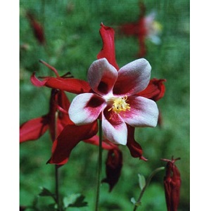 Aquilegia caerulea 'Crimson Star' / Columbine / Seeds