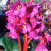 Bergenia cordifolia 'Red Beauty'/ Elephant's Ears / Seeds