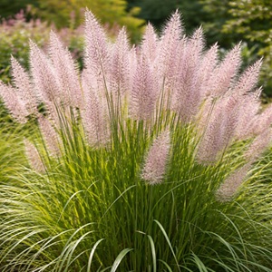 Calamagrostis brachytricha or Korean Feather Reed Grass / Seeds