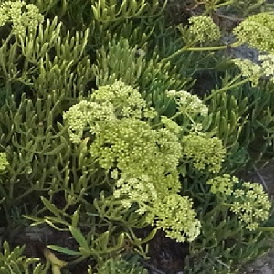 Crithmum maritimum / Rock Samphire / Edible Forage Plant / Seeds