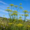 Foeniculum vulgare / Common Fennel / Flower and Culinary Herb / Seeds