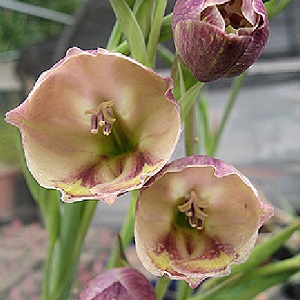 Gladiolus papilio / Butterfly Gladiolus / Seeds