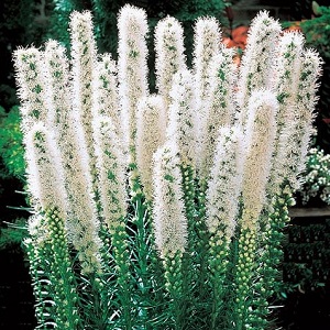 Liatris spicata 'Floristan White' / Blazing Stars / Seeds