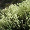 Thymus mastichina / Spanish Thyme/ Mastic Thyme / Seeds