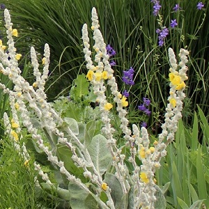 Verbascum bombyciferum 'Polarsommer' / Silver Mullein / Seeds