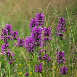 Stachys officinalis / Betony / Seeds