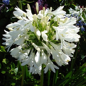 Agapanthus praecox ssp orientalis 'White Umbrella' / White Evergreen Agapanthus / Nile Lily / Seeds
