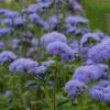 Ageratum houstonianum 'Florist Blue' / Mexican Paintbrush / Seeds