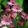 Astrantia major 'Rose Symphony' or 'Rosensinfonie' / Masterwort / Seeds