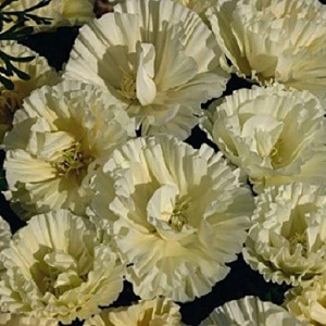 Eschscholzia californica ‘Cream Swirl’ / Californian Poppy / Seeds