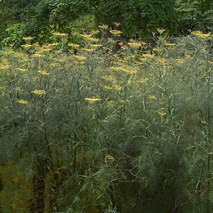 Foeniculum vulgare 'Smokey' / Bronze Fennel / Flower and Culinary Herb / Seeds