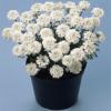 Iberis sempervirens ‘Snowflake’/  Candytuft / Seeds