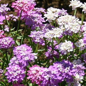 Iberis umbellata 'Fairy Mix’/  Candytuft / Hardy Annual / Seeds