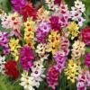 Ixia hybrid 'Mixed' / African Corn Lily / Seeds