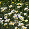 Leucanthemum vulgare / Ox-Eye Daisy / Marguerite / British Wildflower / Seeds