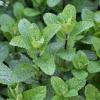 Mentha spicata / Spearmint / Aromatic Culinary Herb & Herbal Tea / Seeds