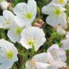 Oenothera pallida 'Innocence' / Evening Primrose / Seeds