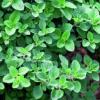 Oregano / Oreganum vulgare / Aromatic Culinary Herb / Seeds