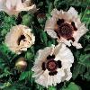 Papaver orientale ‘Checkers’ / Oriental Poppy / Seeds