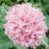 Papaver somniferum paeoniiflorum 'Paeony Rose' / Opium Poppy / Seeds
