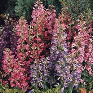 Penstemon barbatus 'Cambridge Mixture' / 1st Year Flowering / Seeds