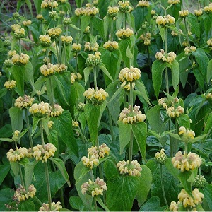 Phlomis russeliana / Turkish Sage / Seeds