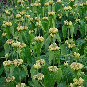 Phlomis russeliana / Turkish Sage / Seeds