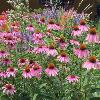 Looking for some Prairie planting inspiration?